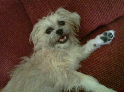 A wiry-looking tan Griffichon is laying on a red couch. Its mouth is open