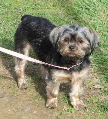 Brussels Griffon Yorkie