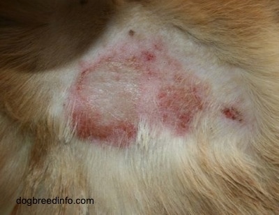 How do you recognize dermatitis in dogs?