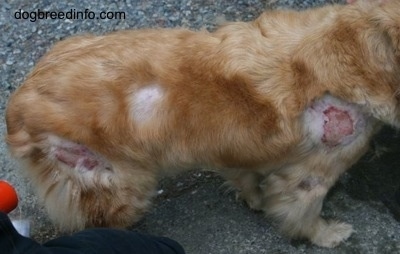 How do you recognize dermatitis in dogs?