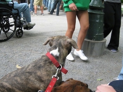 human and dog