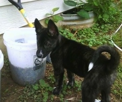 A black with white Huskita puppy is standing in front of a bucket next to  a white house looking to the left