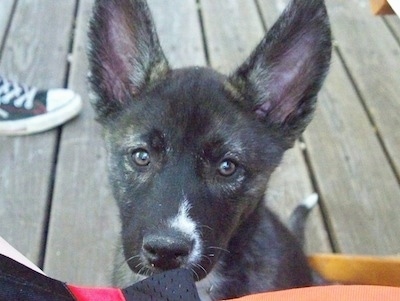 Close Up - A black with white Huskita puppy is sitting on a wooden deck looking back at the person behind it