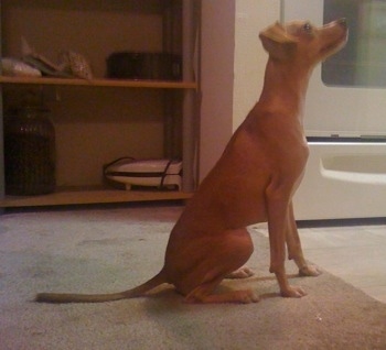 A red Italian Grey Min Pin is sitting on a tan carpet facing a white tiled floor area with its head up and looking to the right.