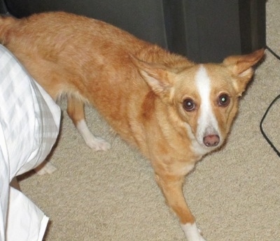 A tan with white Italian Papihound is walking across a tan carpet next to a human's bed.