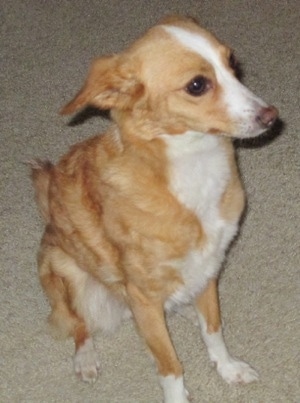 A tan with white Italian Papihound dog is sitting on a tan carpet and looking to the left