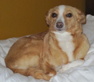 A tan with white Italian Papihound is laying on a white bed and looking forward