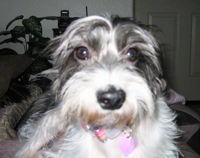 Close Up head shot - A grey with white Italian Tzu is sitting on top of a persons body looking right at them.