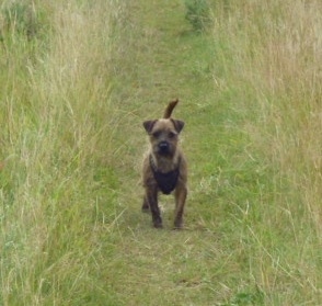 A tan Jacairn is standing on a cut path of grass in a field