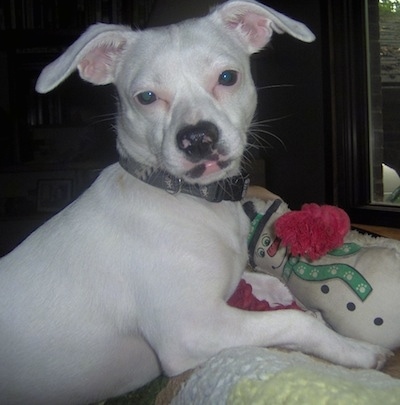 A white Jack Tzu is standing against the back of a couch with a snowman plush toy in its front paws