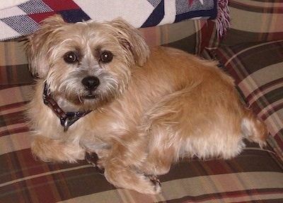 A tan Jack Tzu is laying on an earthy colored plaid couch and looking up