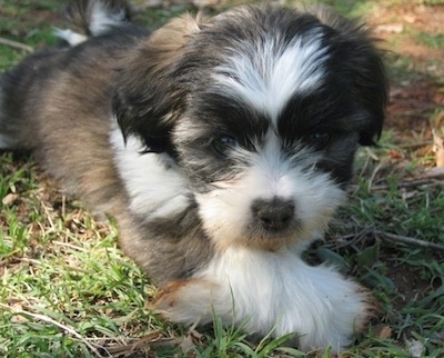 A small Jack Tzu puppy is laying in grass and looking forward