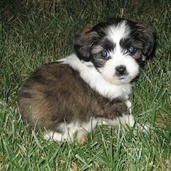 Shih+tzu+mix