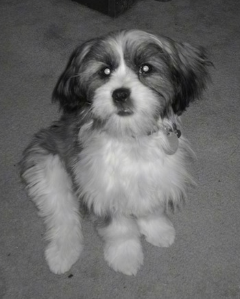 Jack+russell+shih+tzu+mix+puppies