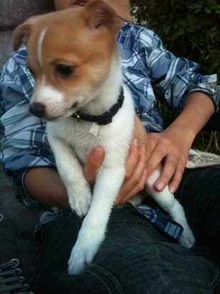 A white with tan Jack-A-Ranian is climbing out of the lap of a person sitting in a lawn chair