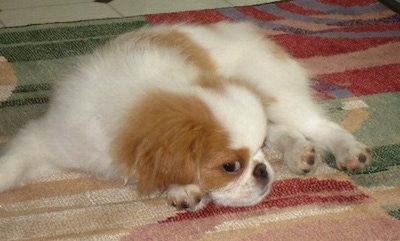 A white with tan Japanese Chin is laying down on a red, tan, white and green rug