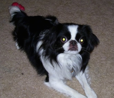 A black with white Japanese Chin puppy is laying on a tan carpet, there is a toy behind it