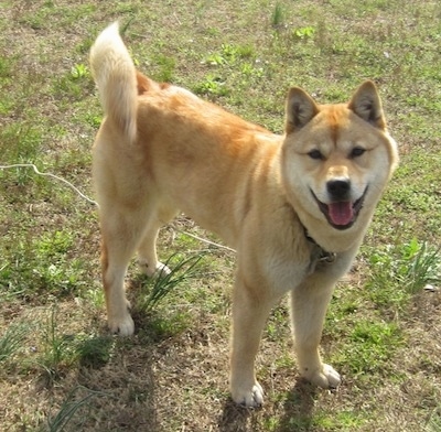 on Jindo Information And Pictures  Jindos  Jindo Dogs