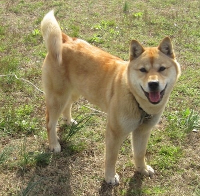 jindo korean jindo jindo dog