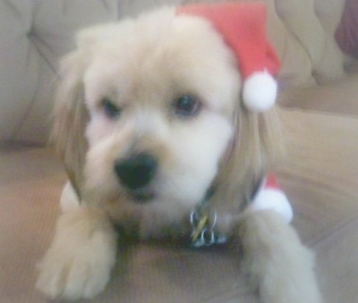 Close Up - A tan Kimola dog is wearing a Santas hat and jacket laying on a tan couch.