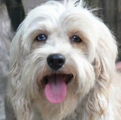 Close Up head shot - A white Kobetan dog is sitting outside. The dog has one blue eye and one brown eye.