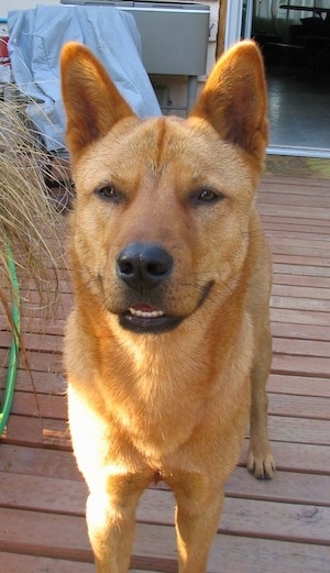 Jindo For Sale In Va