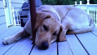 A yellow Labrador Retriever is laying on a wooden deck with its head on the side of a metal pole. There is a house and a grill behind it.