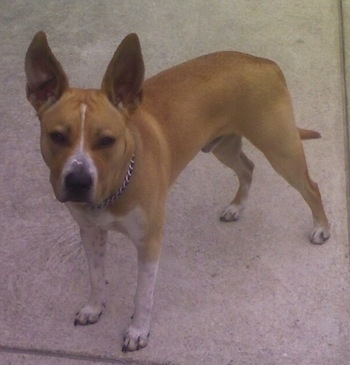 A large perk-eared tan with white Labrabull dog is wearing a choke chain collar standing on a concrete block and looking up.