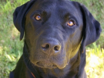 Black Labrador Puppies on Labrador Puppy Holds A Rose