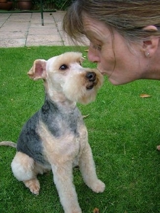 A tan and black Lakeland Terrier is sitting in grass and looking up at the lady next to him who is making a kissy face towards the dog.