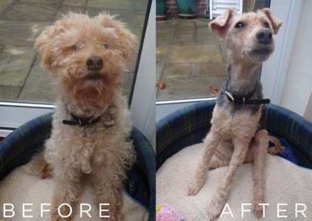 Left Photo - A long-haired, wavy-coated brown and black Lakeland Terrier sitting in a dog bed in front of a door. At the bottom, the words - BEFORE - are overlayed. Right Photo - A shaved brown and black Lakeland Terrier sitting in the same dog bed in front of the door. At the bottom, the words - AFTER - are overlayed.