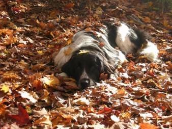 A black and white Landseer is laying outside on top of colorful fallen leaves. There are leaves on top of the dog.