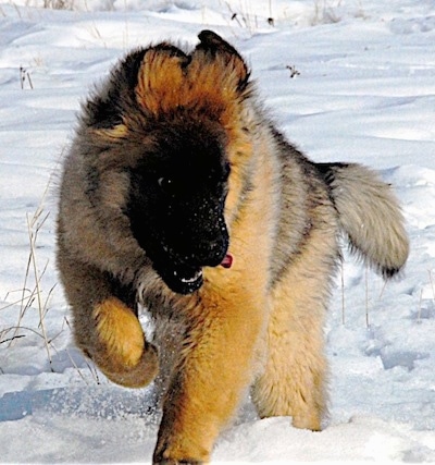 Leonberger Puppies on Leonberger Puppy   Courtesy Of Lionhill Kennels