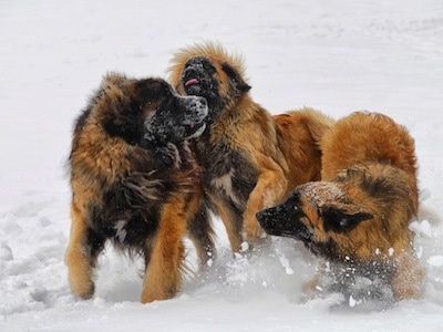 Action shot - Three Leonberger dogs are playing around in snow.
