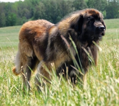 Leonberger Puppies on Leonberger Information And Pictures  Leonbergers