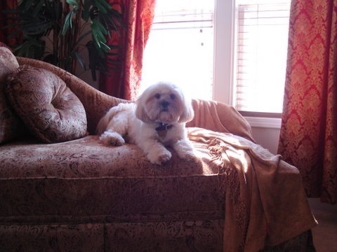 apso lhasa dog. He is a very calm loving dog