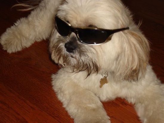 http://www.dogbreedinfo.com/images24/LhasaApsoPurebredDogMido7YearsOldGlasses1.jpg