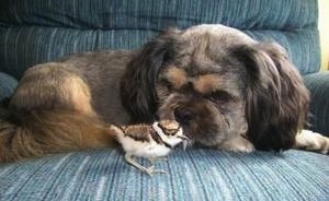 A brown with black Lhasanese dog is laying down on a blue recliner. There is a bird in front of it that the dog is looking at.