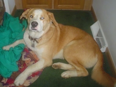 A short-haired, blue-eyed, tan with white Labrador/Boxer/Rottweiler/Husky mix is laying on a green carpet and on top of some clothes looking up.