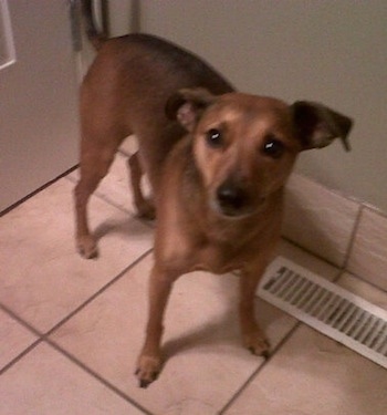 View from the top looking down at the dog - A rose-eared, short-haired, brown Miniature Pinscher/Pomeranian/Jack Russell Terrier mix is standing on a tan tiled floor in front of a white door.