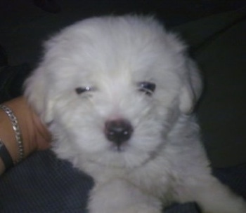 Close Up view from the front - A shorthaired white Maltichon puppy is laying on top of a person.