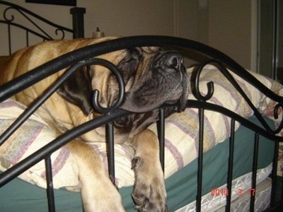 A tan with black English Mastiff is sleeping on a human's bed and its head is pushing between the bed frame rails.