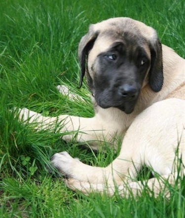 A tan with black Mastiff puppy is laying in grass and looking back.