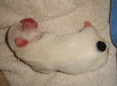 Close Up - A newborn white French Bulldog / Chihuahua mix puppy is laying on a white towel. The puppy has a single black dot on its back end.