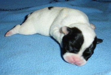 Close Up - A newborn black and white French Bulldog / Chihuahua mix puppy is laying on a blue blanket