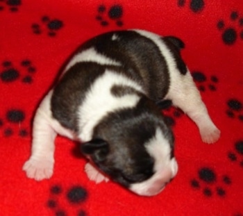 Close Up - A black and white newborn French Bulldog / Chihuahua mix puppy is laying in a circle on a blanket that is red with black paw prints on it