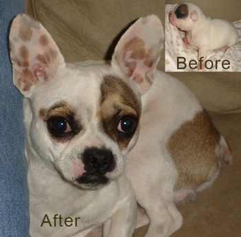 Close Up - Liam the white with tan and black French Bullhuahua is laying against a persons leg on a couch. There is another picture at the upper left of this image. The Image is of Liam the French Bullhuahua as a puppy laying on a towel on a couch. The words 'before' and 'after' are overlayed