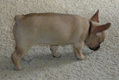 Pebbles the stocky tan French Bulldog / Chihuahua mix puppy is walking across a tan carpet