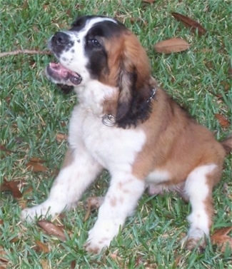 Side view - A white and brown with black Miniature Saint Bernard is wearing a choak chain collar sitting in grass. Its mouth is open and it is looking up.