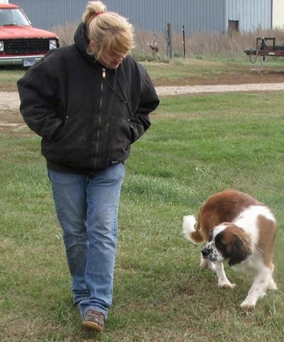 A white and brown with black Miniature Saint Bernard is following behind a blonde haired lady walking through grass. There is a gray building and an old red truck behind them.